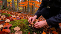 Italy And Lithuania Lead Europe's Mushroom Tourism Surge: Autumn Forest Travel Trends 2026